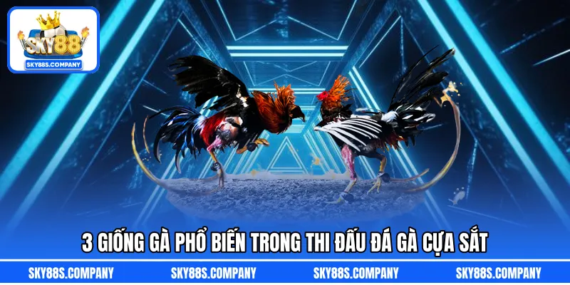 3 giống gà phổ biến trong thi đấu đá gà cựa sắt