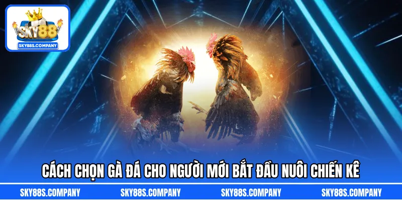 Cách chọn gà đá cho người mới bắt đầu nuôi chiến kê