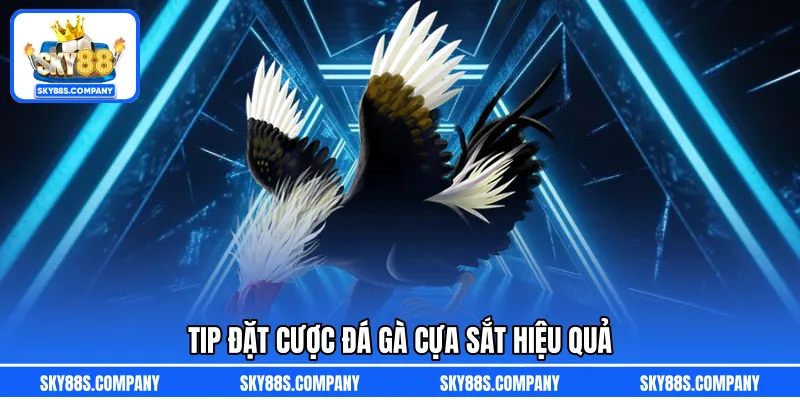 Tip đặt cược đá gà cựa sắt hiệu quả