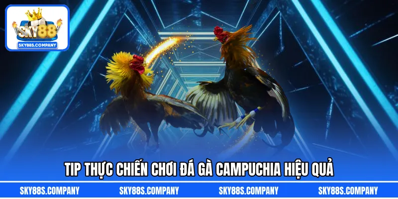 Tip thực chiến chơi đá gà Campuchia hiệu quả