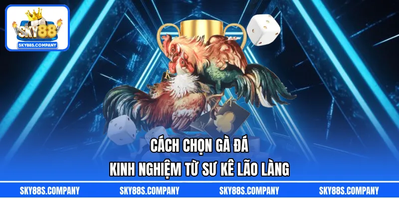 Cách Chọn Gà Đá - Kinh Nghiệm Từ Sư Kê Lão Làng