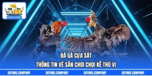 Đá Gà Cựa Sắt  - Thông Tin Về Sân Chơi Chọi Kê Thú Vị