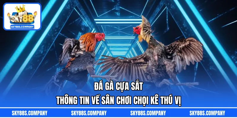 Đá Gà Cựa Sắt  - Thông Tin Về Sân Chơi Chọi Kê Thú Vị